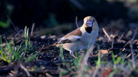 Hawfinch, Parkend, Forest of Dean, January 2016