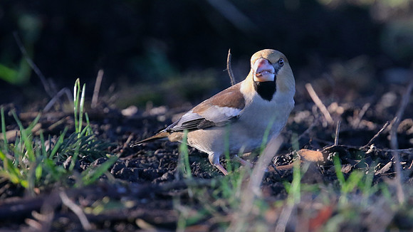 Hawfinch, Parkend, Forest of Dean, January 2016