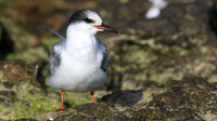 Common Tern. Arashi Beach, Aruba, November 2015