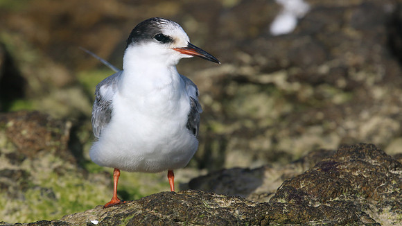 Common Tern. Arashi Beach, Aruba, November 2015