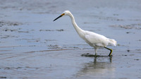 Snowy Egret, Palm Beach, Aruba, November 2015