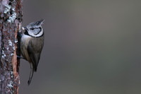 Crested Tit, Loch Garten, Feb 2016