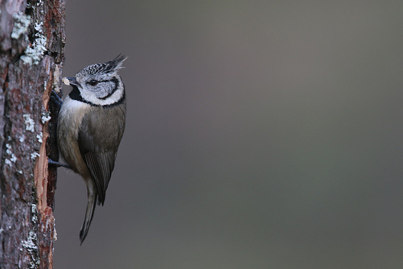Crested Tit, Loch Garten, Feb 2016