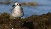 Laughing Gull, Arashi Beach, Aruba, November 2015