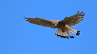 Kestrel, Anarita Park, April 2015