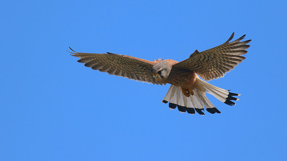 Kestrel, Anarita Park, April 2015