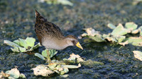 Sora, Bubali Pond, Aruba, November 2015