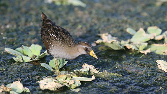 Sora, Bubali Pond, Aruba, November 2015