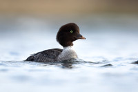 Barrows Goldeneye, River Laxa, Iceland, June 2022