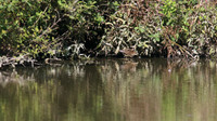 Little Crake, Slimbridge, October 2015