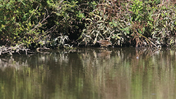 Little Crake, Slimbridge, October 2015