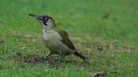 Green Woodpecker, Tockington, December 2015