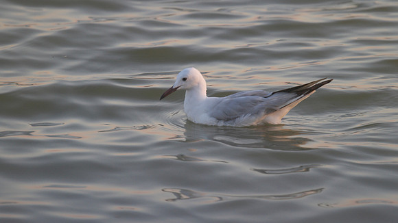 Slender-billed Gull, Oroklini Lake, July 2014