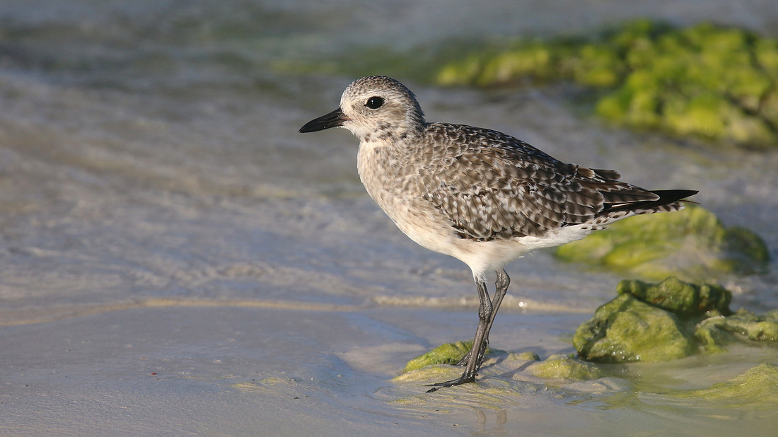 Black-belled Plover, Arashi Beach, Aruba, November 2015