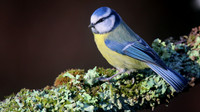 Blue Tit, Forest of Dean, January 2016