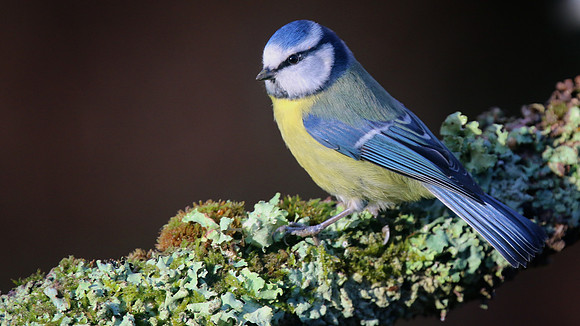 Blue Tit, Forest of Dean, January 2016