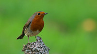 Robin, Tockington, December 2015