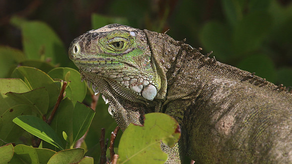 Green Iguana, Palm Beach, Aruba, November 2015