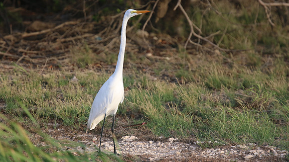 Great Egret, Palm Beach, Aruba, November 2015
