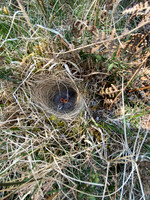 Woodlark, New forest, April 2021