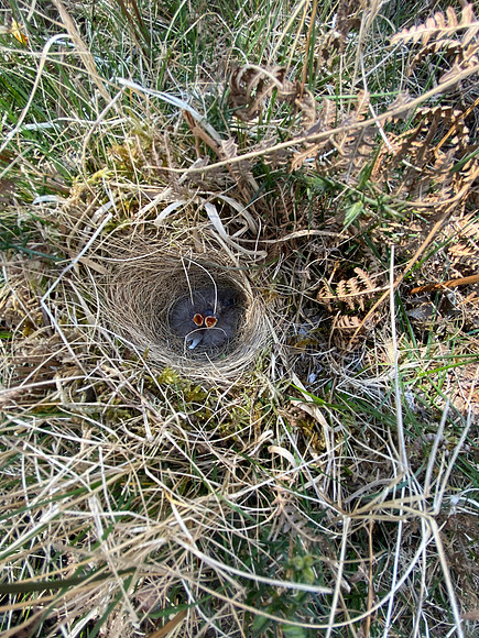 Woodlark, New forest, April 2021