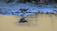 Spotted Sandpiper, Palm Beach Salina, Aruba, November 2015