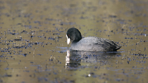 Coot, Cannop Ponds, January 2016.