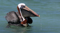 Brown Pelican, Arashi Beach, Aruba, November 2015