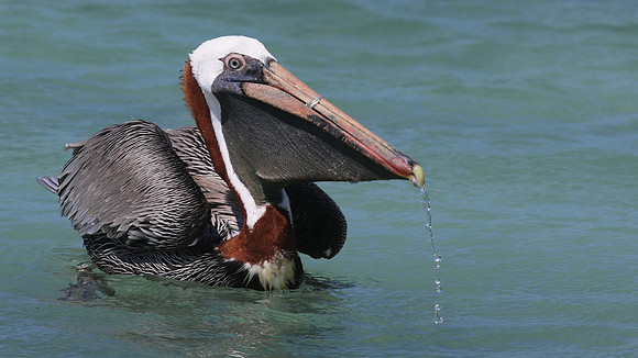 Brown Pelican, Arashi Beach, Aruba, November 2015