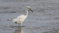 Snowy Egret, Palm Beach, Aruba, November 2015