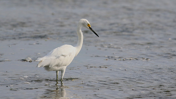 Snowy Egret, Palm Beach, Aruba, November 2015