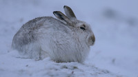 Mountain Hare, Findhorn Valley, February 2016