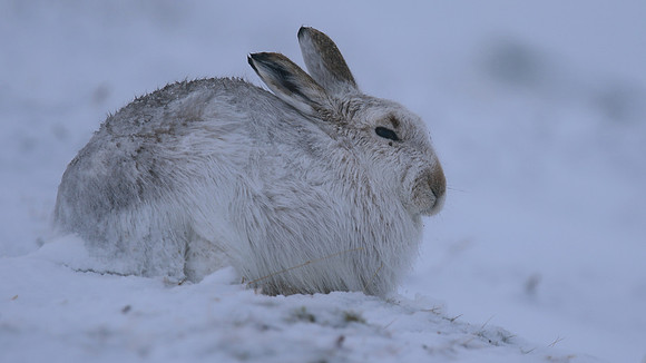 Mountain Hare, Findhorn Valley, February 2016