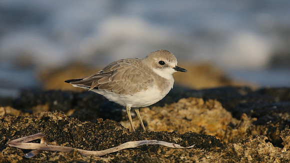 Greater Sand Plover, Paphos Headland, October 2016