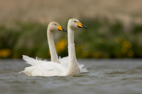 Whooper Swan, Snæfellsnes peninsula, Iceland, June 2022