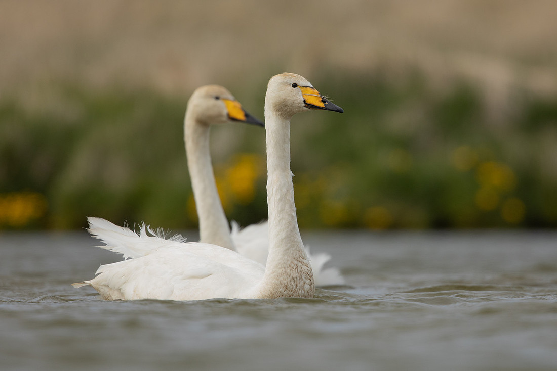 Whooper Swan, Snæfellsnes peninsula, Iceland, June 2022