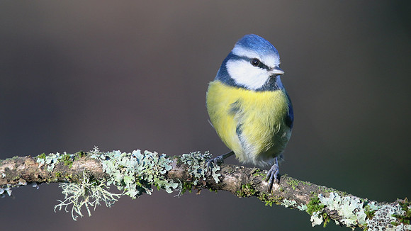 Blue Tit, Tockington January 2016