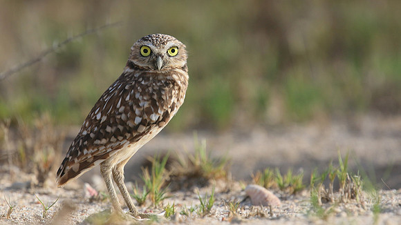 Burrowing Owl, Palm Beach, Aruba, November 2015