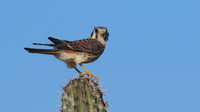 American Kestrel, Aruba, November 2015
