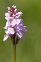 Heath Spotted-orchid, Vicarge Farm, June 2024