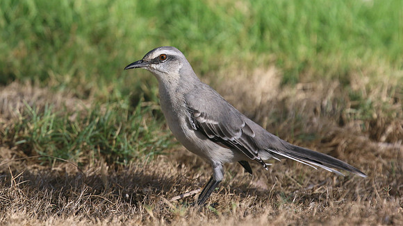 Tropical Mockingbird, Palm Beach, Aruba, November 2015