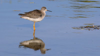 Lesser Yellowlegs