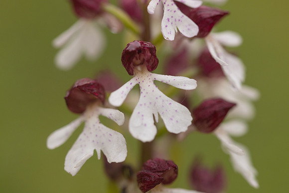 Lady Orchid, Bonsai Bank, May 2024