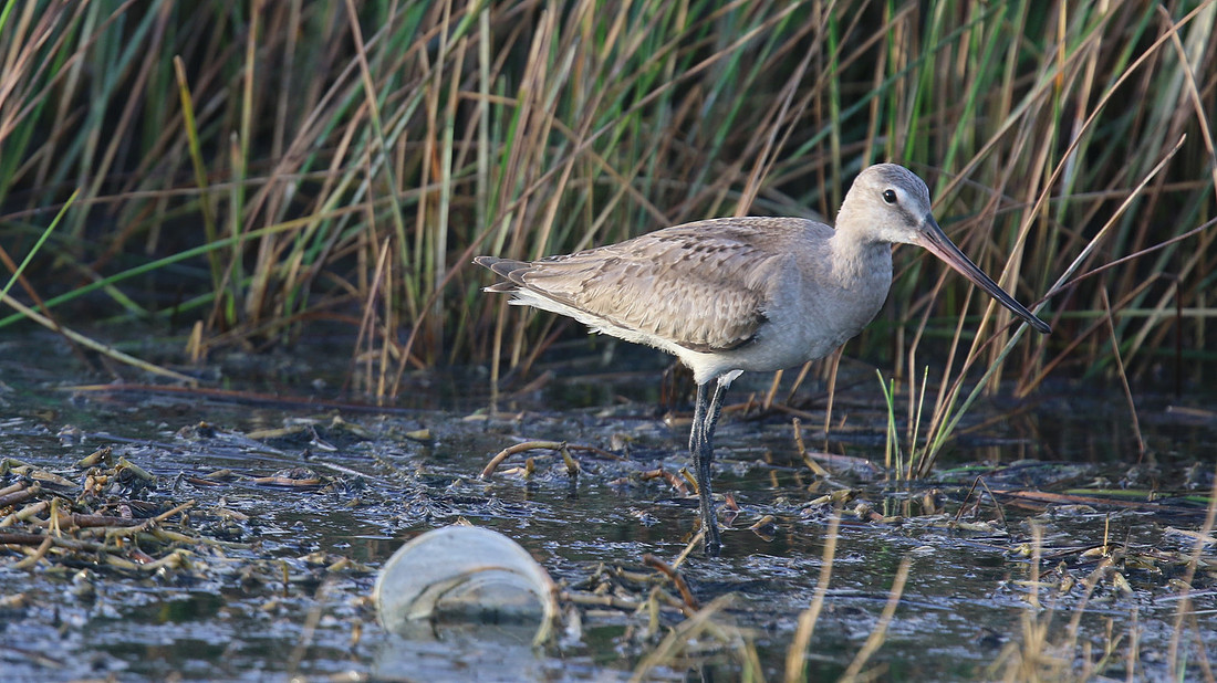 Hudsonian Godwit, Palm Beach, Aruba, November 2015