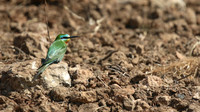 Blue-cheeked Bee-Eater, Larnaca, April 2016