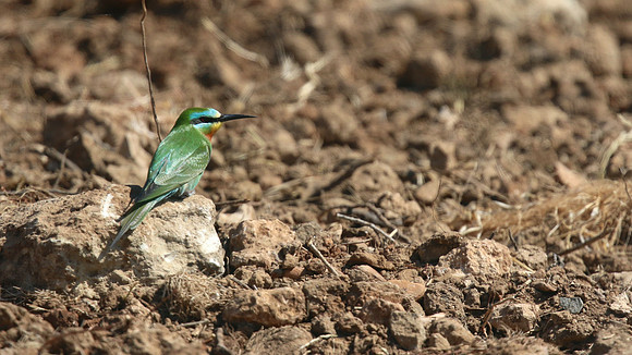 Blue-cheeked Bee-Eater, Larnaca, April 2016
