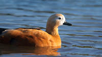 Ruddy Shelduck, Slimbridge, January 2015