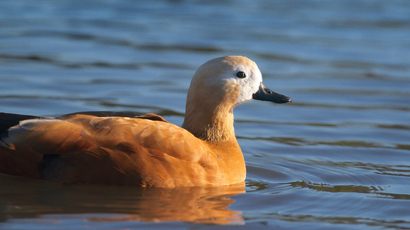 Ruddy Shelduck, Slimbridge, January 2015