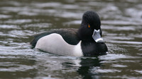 Ring-necked Duck, Pitlochry, February 2016