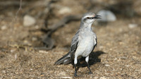 Tropical Mockingbird, Palm Beach, Aruba, November 2015